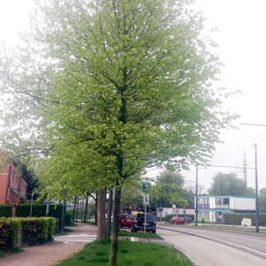 Dikke Beuk 2 BRUZZ ACTUA 1615